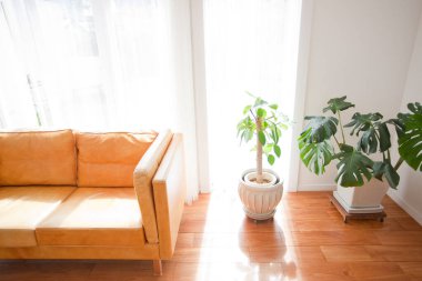 Şık kanepeli, güzel, modern bir evin iç çekimi.