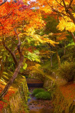 Sonbahar yaprakları, sonbahar bitkileri