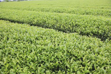 Çay çiftliği. Ülkenin çiftliği..