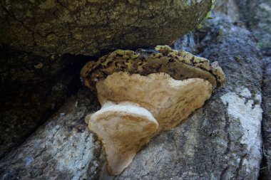 Ağaç kabuklarına karşı büyüyen büyük parantez mantarı.