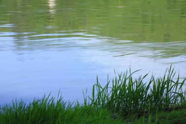 yeşil çim ve mavi gökyüzü beyaz bulutlar ile.