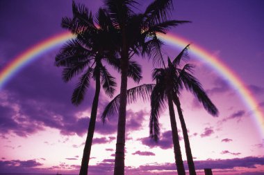 gökkuşağı ve palmiye ağaçları arkaplan görünümü 