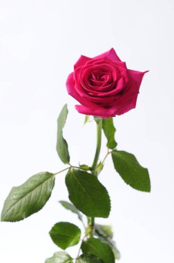 Beyaz arkaplanda izole edilmiş güzel pembe gül