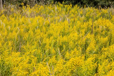 Çayırdaki sarı çiçek tarlası 
