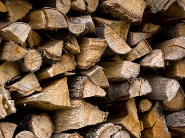 Ormanda istiflenmiş odun yığınları