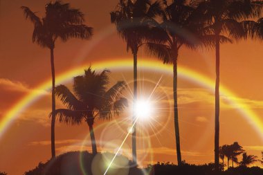 palmiye ağaçlarıyla gün batımı
