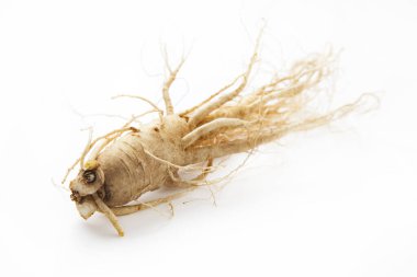 Beyaz arka planda izole edilmiş ginseng kökü, Japon geleneksel tıbbı