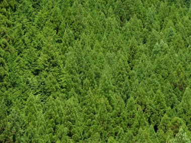 Yoğun yeşil orman ağaçları yemyeşil doğal manzara oluşturur.