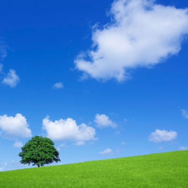 tek yeşil ağaç mavi gökyüzünün arka planında               