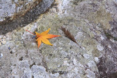 Bir taşın üzerinde sonbahar akçaağacı