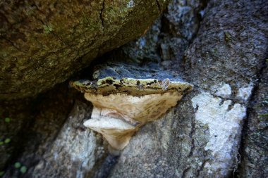 Kaba ağaç kabuğu yüzeyleri arasında büyüyen büyük parantez mantarı