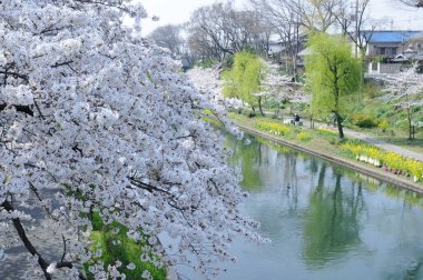 Japonya 'daki nehirde kiraz çiçeğinin manzarası 