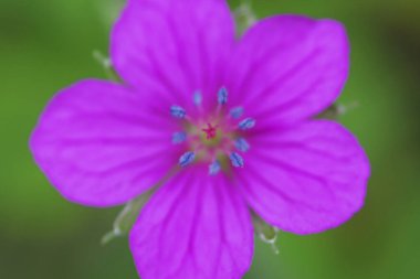 Bulanık arkaplanda küçük çiçeğin yakın plan görüntüsü 