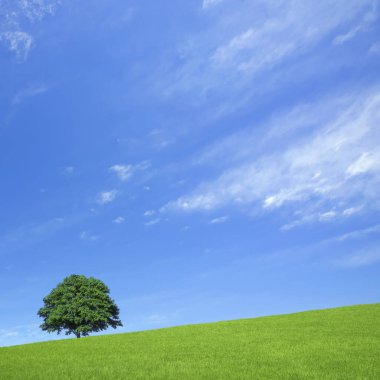 tek yeşil ağaç mavi gökyüzünün arka planında               