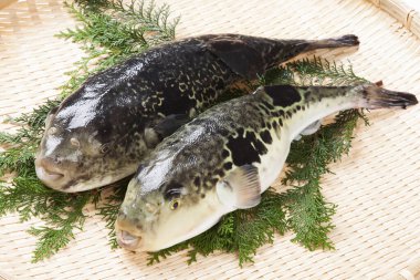 fresh tiger globe fish with spices for cooking in basket. Poisonous fugu fish, Japanese food  clipart