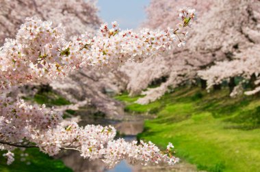Bahçede güzel bahar çiçekleri