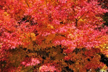 Sonbahar yaprakları, sonbahar bitkileri