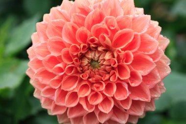 inanılmaz renkli çiçekler, bitki konsepti