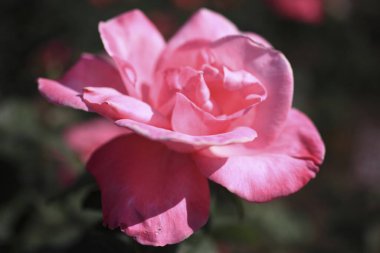 Bahçede güzel pembe bir gül               