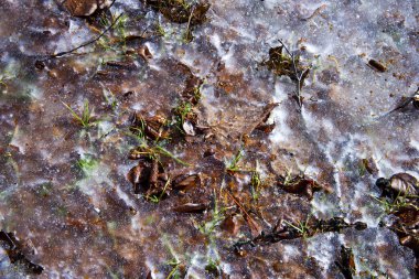 close-up view of melting ice on ground with fallen leaves