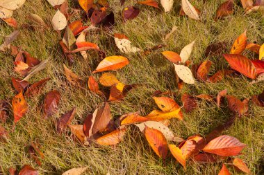 Yere düşen sonbahar yaprakları
