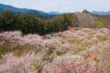 İlkbaharda kiraz çiçekleri, Tokyo