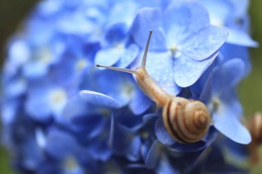 Mavi ortanca çiçeğinin üzerindeki salyangoz. Kapat.