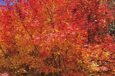 Sonbahar yaprakları, sonbahar bitkileri