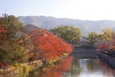 Nehrin güzel manzaralı sonbahar manzarası 