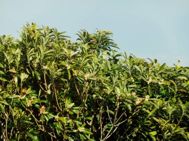 Berrak mavi gökyüzünün altında yemyeşil yapraklar