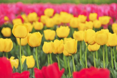 Güzel Lale çiçek alan