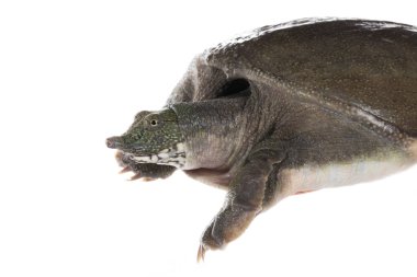 Beyaz zemin üzerinde büyük kahverengi kaplumbağa 