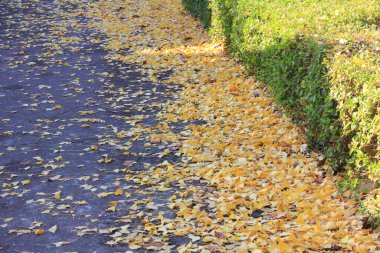 Sarı sonbahar yaprakları şehrin kaldırımında     
