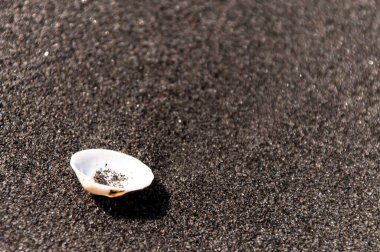 Kumsalda küçük deniz kabukları