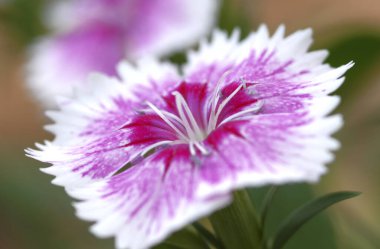 Closeup of small flower on blurred background 