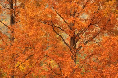Sonbahar yaprakları, sonbahar bitkileri