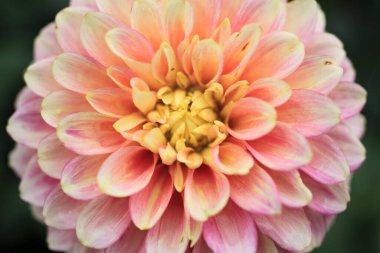 Bahçede çiçek açan güzel yıldız çiçeğinin yakın görüntüsü