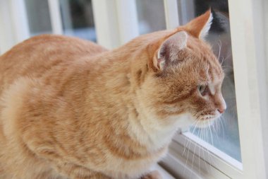 Evin içinde sevimli bir kedi var, kapat.