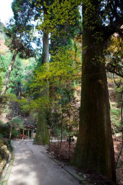 Ormanın güzel manzarası patikası ve uzun ağaçları var. 