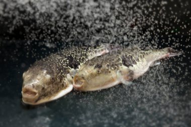 Pişirmek için taze kaplan küresi balığı. Zehirli fugu balığı, Japon yemeği. 