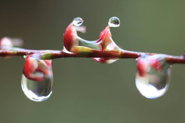 Bir damla suyla bir ağacın kırmızı yaprakları