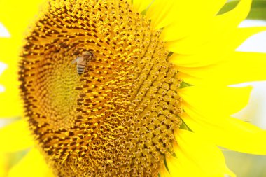 Arının sarı ayçiçeğine yakın plan görüntüsü 