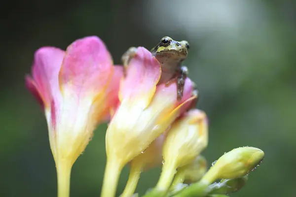 Sarı Bir Çiçeğin Üzerindeki Arıların Seçici Odak Noktası — Stok fotoğraf