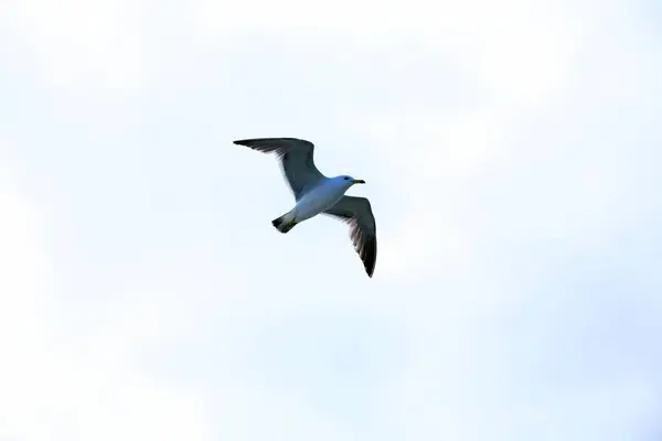 在多云的天空中飞翔的海鸥 — 图库照片