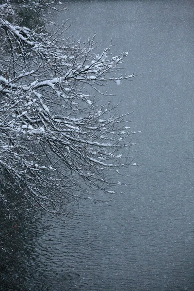 Winterlandschaft Mit Schneebedeckten Bäumen Und See — Stockfoto