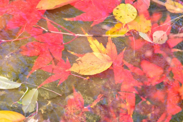 美しい明るい秋の葉のクローズアップビュー — ストック写真