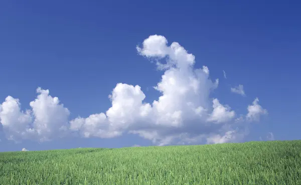 Campo Verde Bajo Cielo Azul Con Nubes Fondo Naturaleza — Foto de Stock