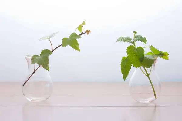 Ivy Plants Glass Vases Wooden Table — Stock Photo, Image