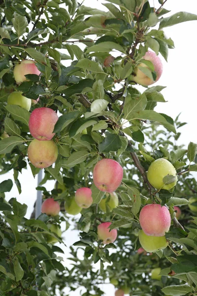 成熟的苹果在花园里的树上 — 图库照片