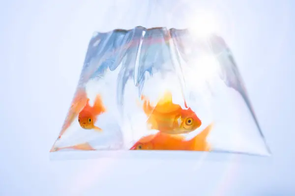 Goldfish Aquarium Clear Background — Stock Photo, Image